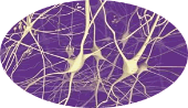 Neurons