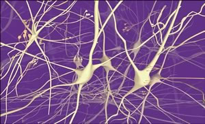 Neurons